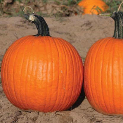 Picture of Pumpkin Orange Sunrise F1